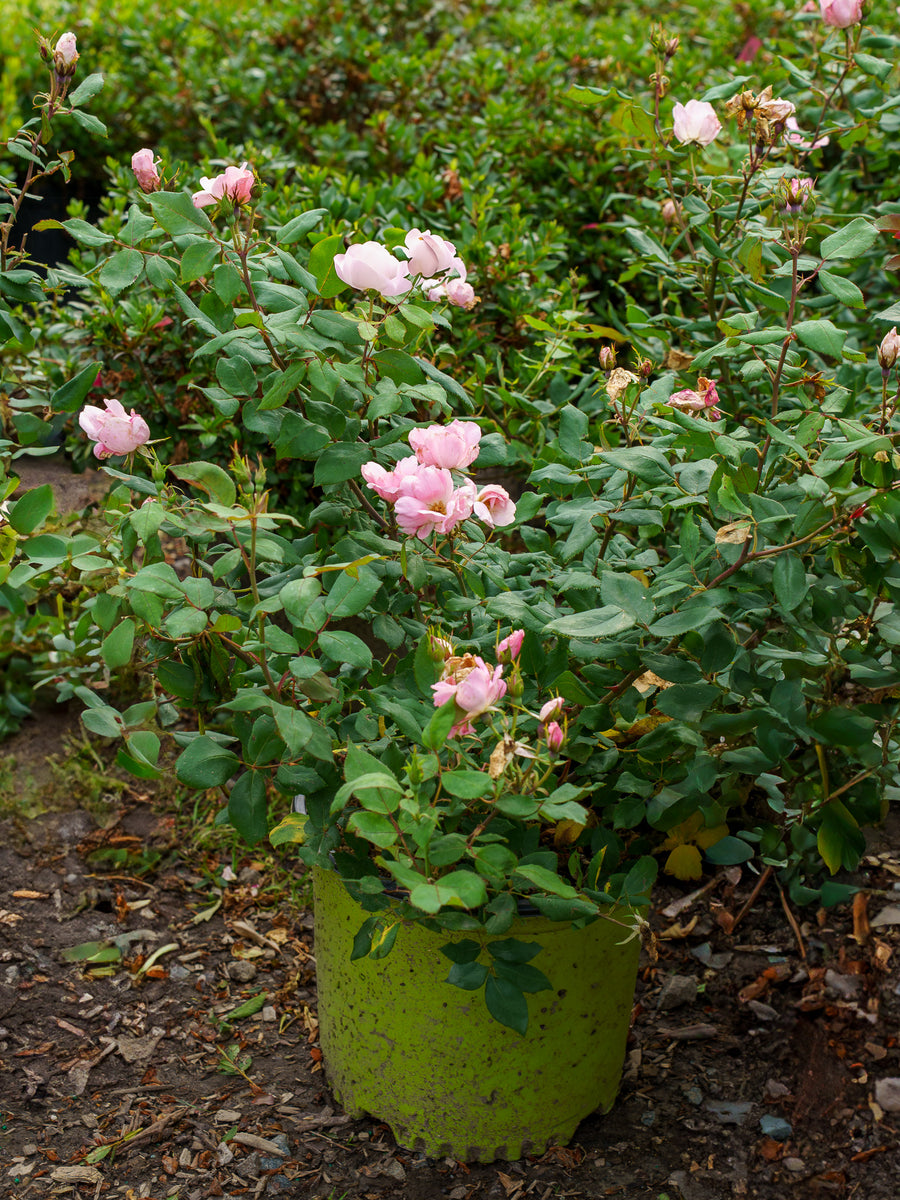 Blushing Knock Out Rose – Plant Detectives
