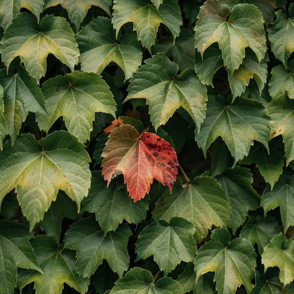 Boston Ivy