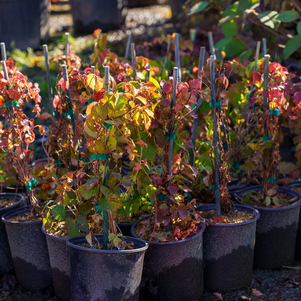 Boston Ivy