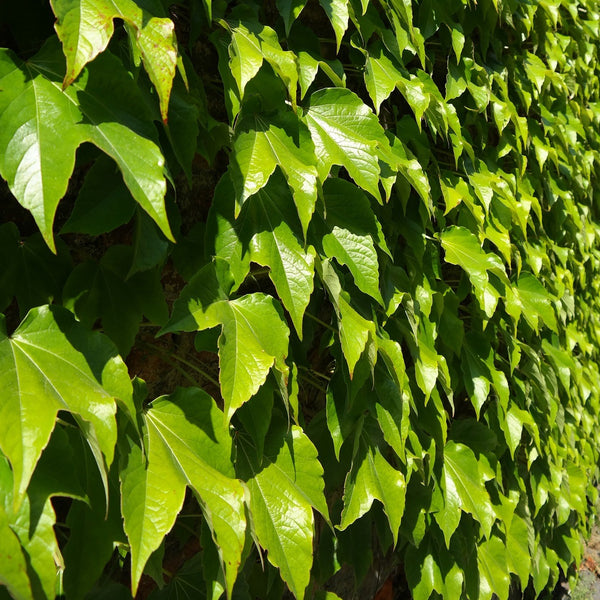 Boston Ivy