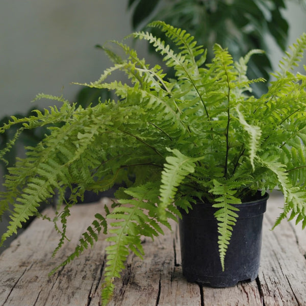 Boston Fern