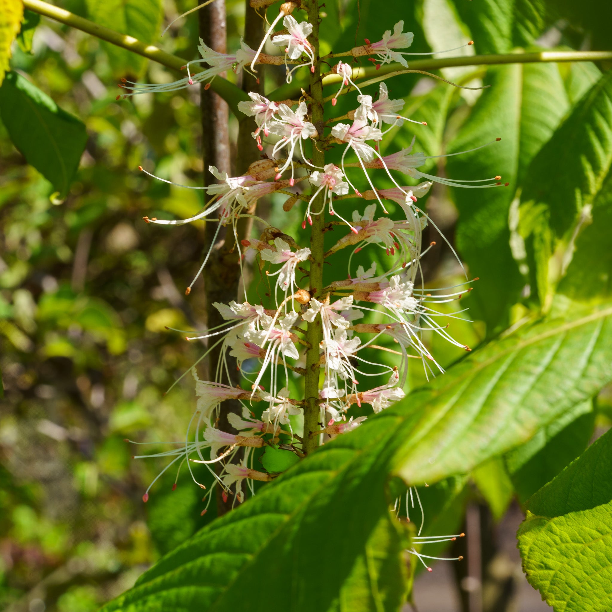 planting bottlebrush buckeye seeds Bottlebrush Buckeye – Plant Detectives