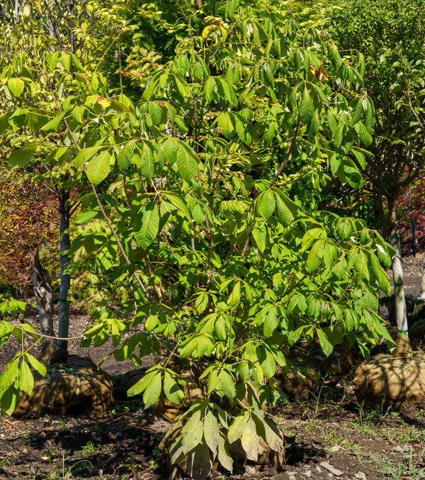 Bottlebrush Buckeye