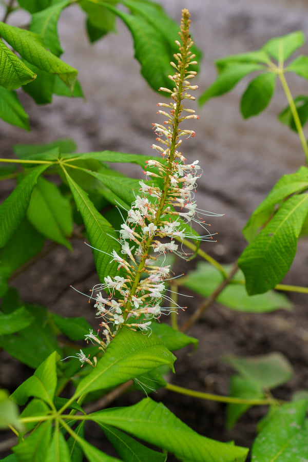 Bottlebrush Buckeye