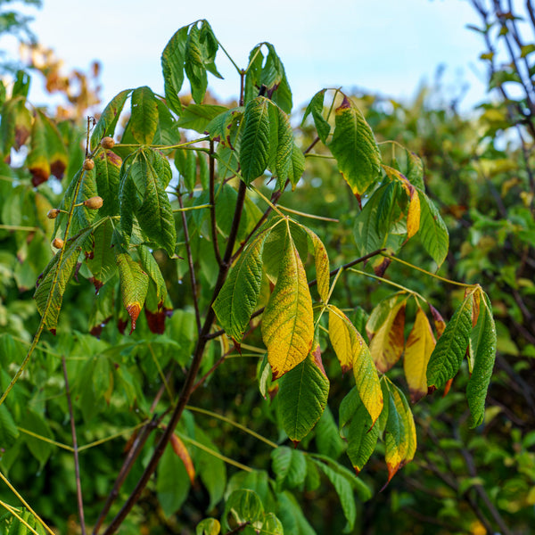 Bottlebrush Buckeye