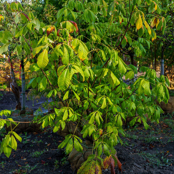 Bottlebrush Buckeye