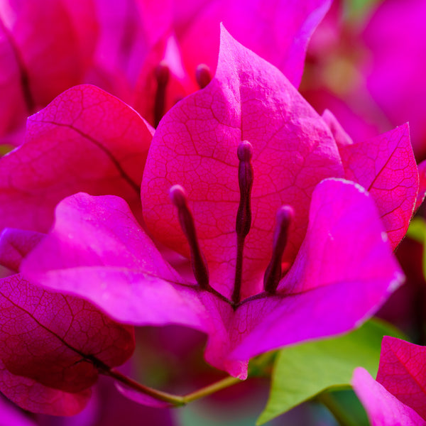 Bougainvillea - Tropical - Houseplants