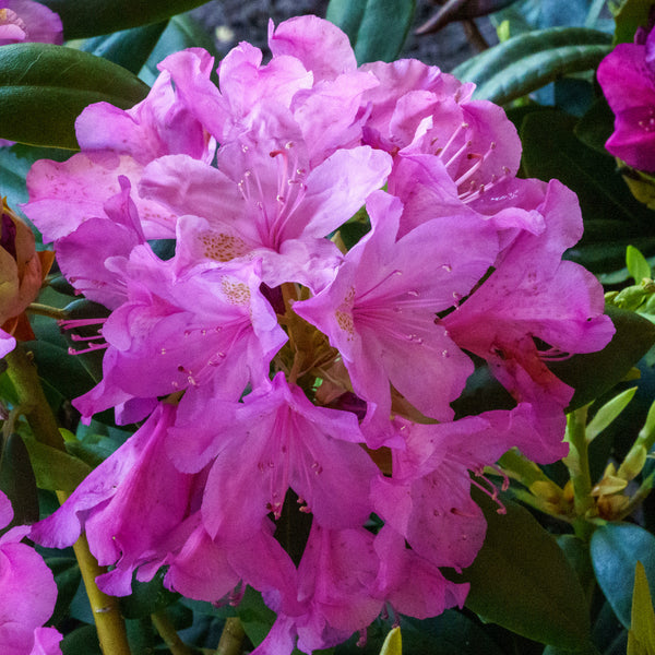 Boursault Catawba Rhododendron - Rhododendron - Shrubs