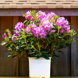 Boursault Catawba Rhododendron - Rhododendron - Shrubs