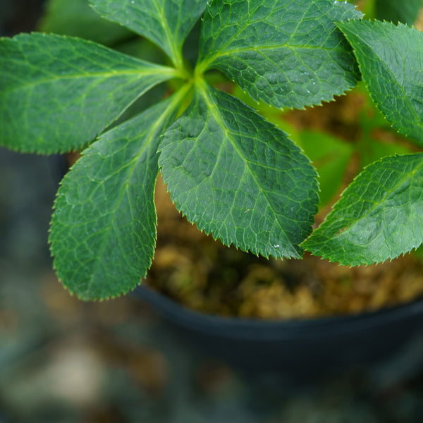 Brandywine Lenten Rose