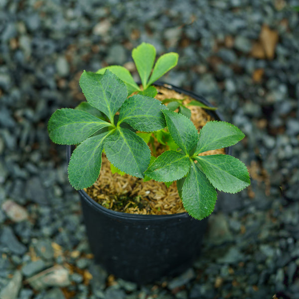 Brandywine Lenten Rose