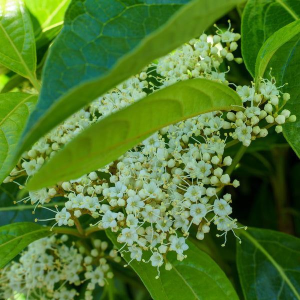 Brandywine Witherod Viburnum