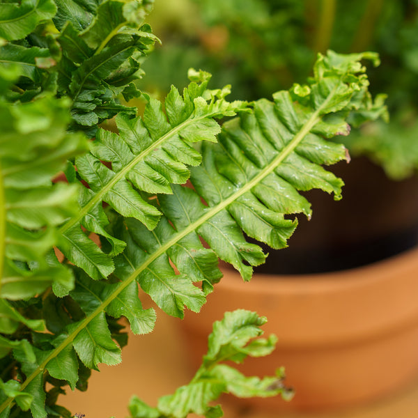 Brazilian Tree Fern