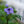 Load image into Gallery viewer, Bressingham Purple Jacob&#39;s Ladder
