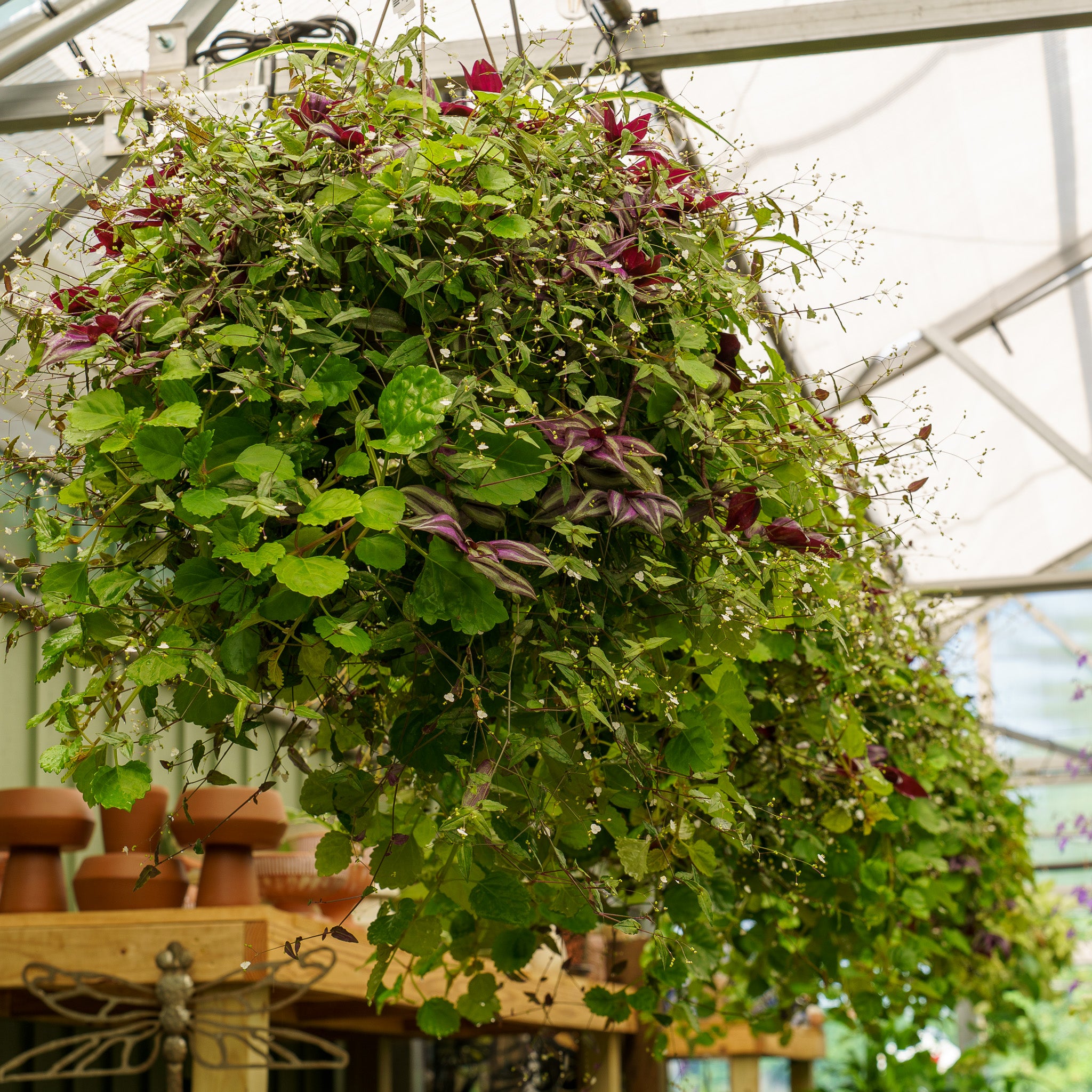 Tahitian Bridal Veil – Plant Detectives