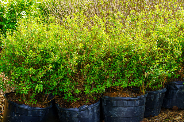 Bridalwreath Spirea - Spirea - Shrubs