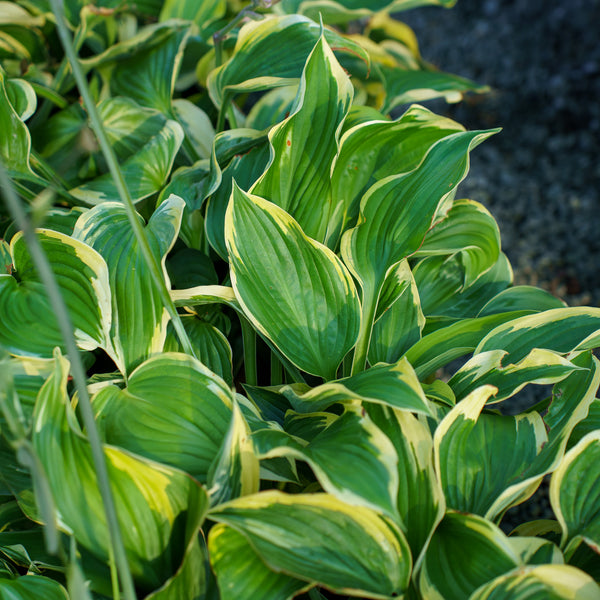 Broadband Hosta