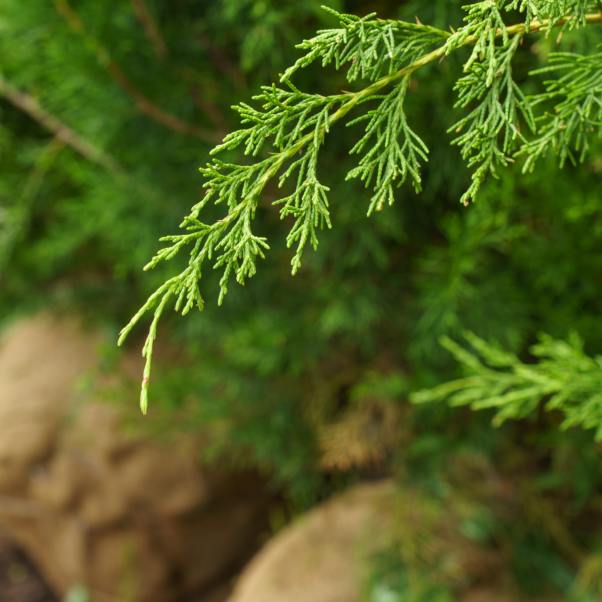 Eastern Red Cedar Diseases