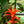 Load image into Gallery viewer, Bromeliad Tree
