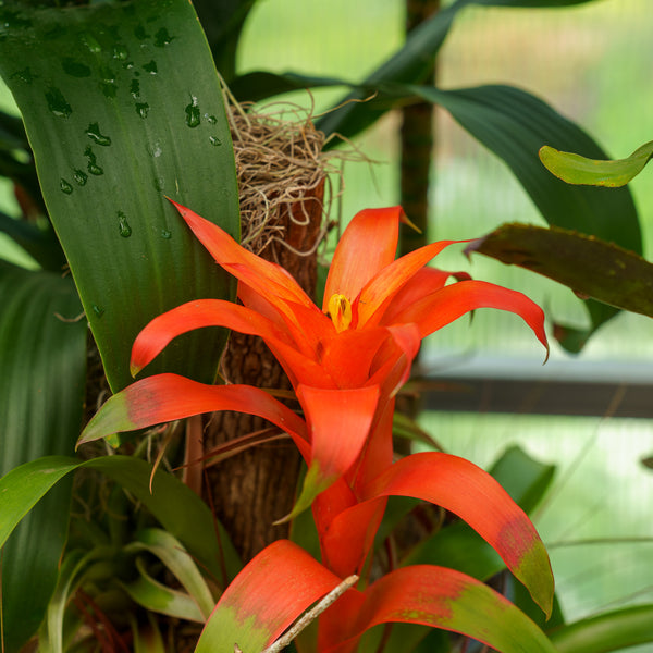 Bromeliad Tree