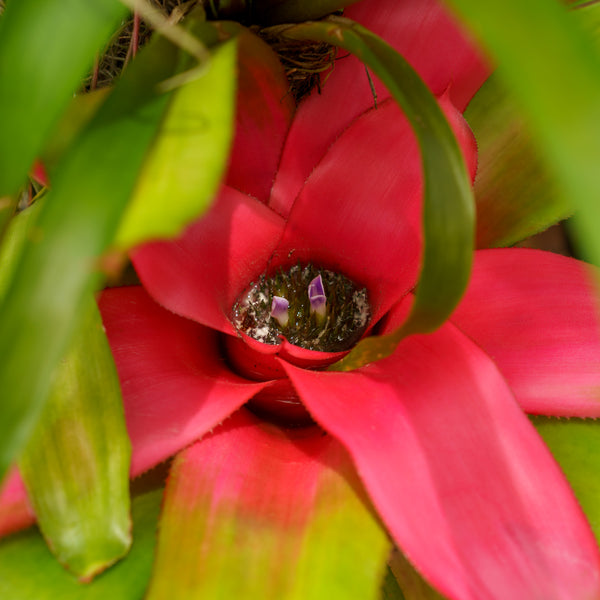 Bromeliad Tree