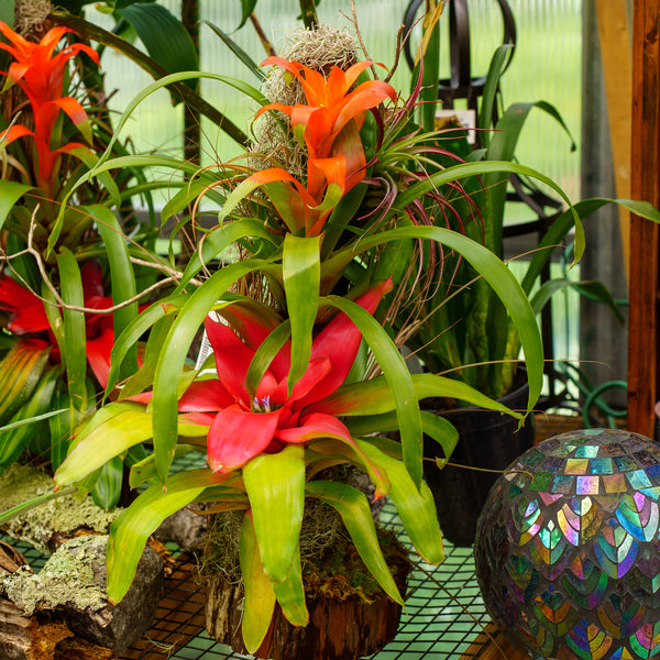 bromeliad and philodendrons Assorted Bromeliad – Plant Detectives
