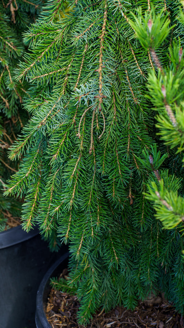 Bruns Weeping Serbian Spruce