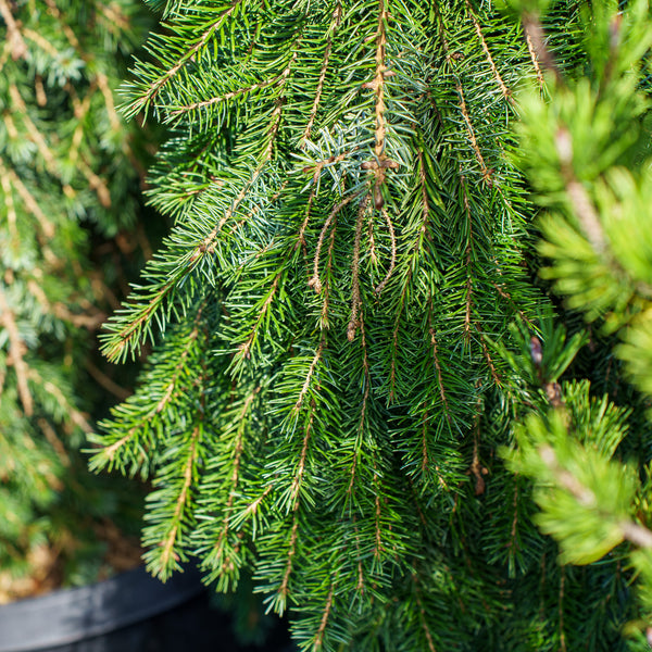 Bruns Weeping Serbian Spruce