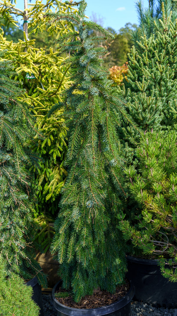 Bruns Weeping Serbian Spruce