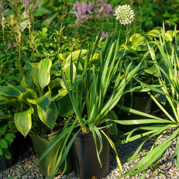 Bubble Bath Ornamental Onion