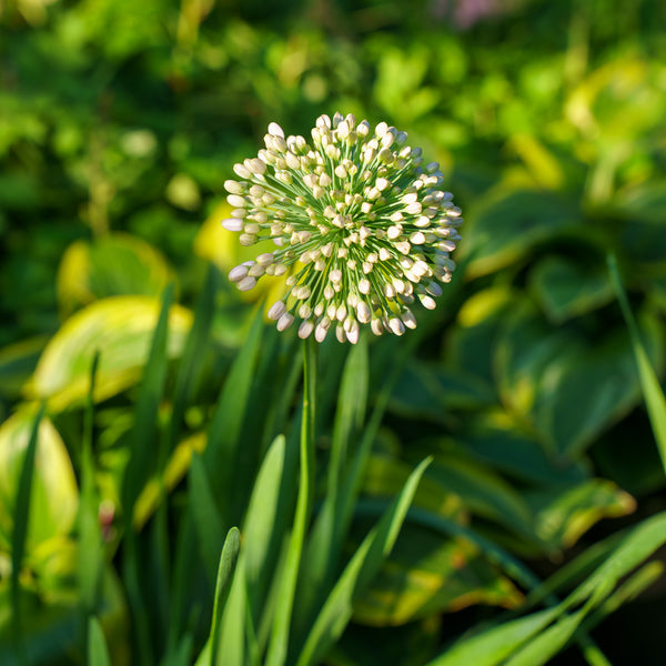 Bubble Bath Ornamental Onion