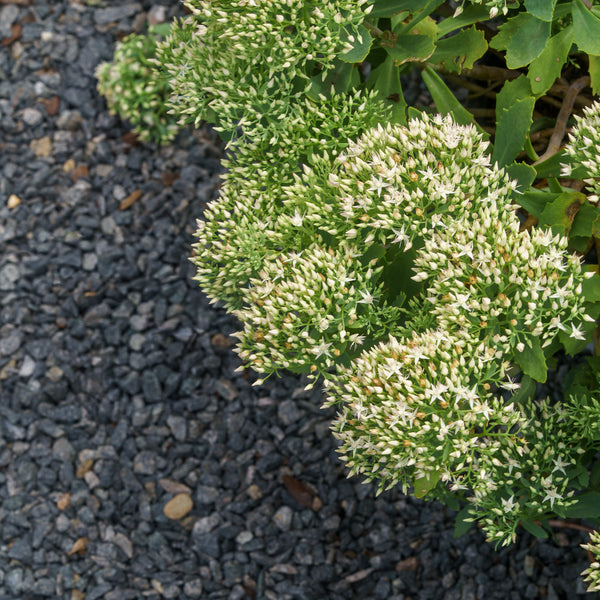 Bundle of Joy Stonecrop