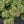 Load image into Gallery viewer, Bundle of Joy Stonecrop
