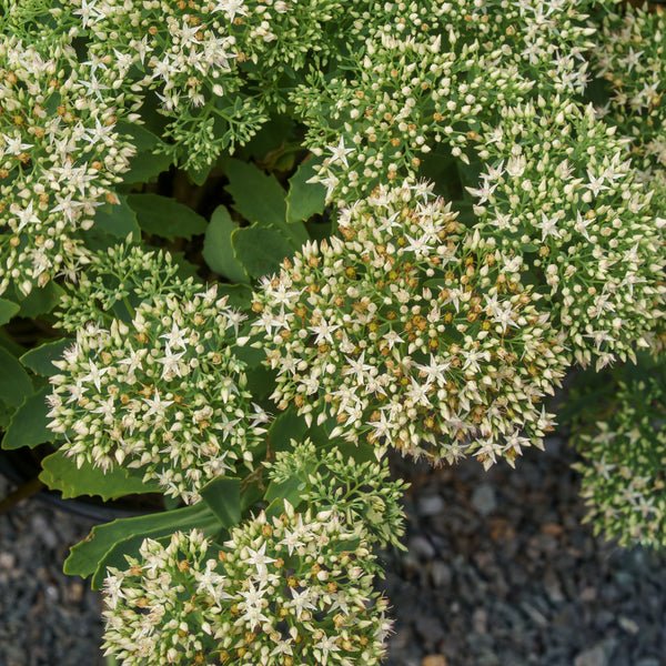 Bundle of Joy Stonecrop