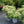 Load image into Gallery viewer, Bundle of Joy Stonecrop
