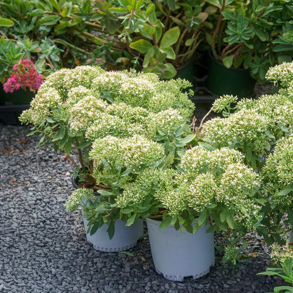 Bundle of Joy Stonecrop