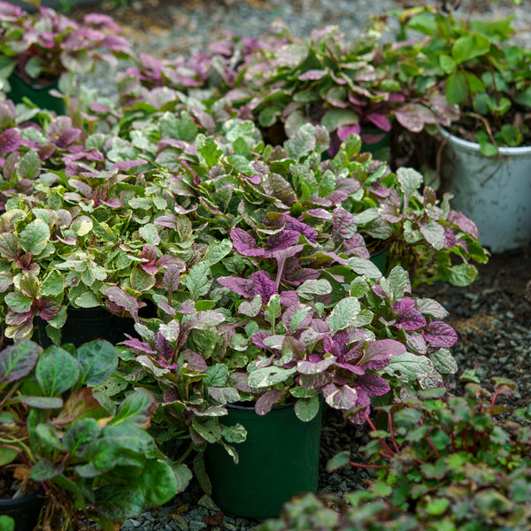 Burgundy Glow Bugleweed