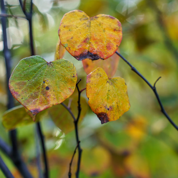 Burgundy Hearts Redbud