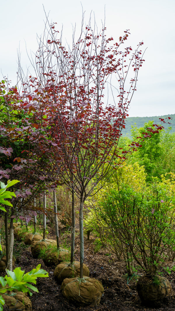 Burgundy Hearts Redbud