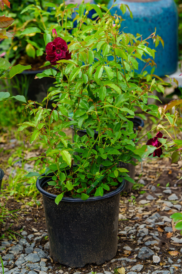 Burgundy Iceberg Floribunda Rose