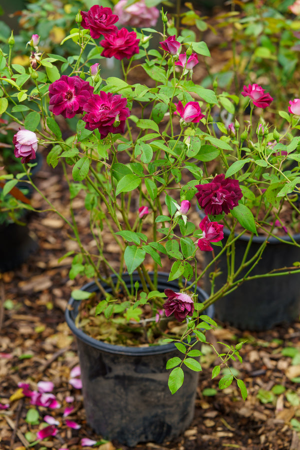 Burgundy Iceberg Floribunda Rose