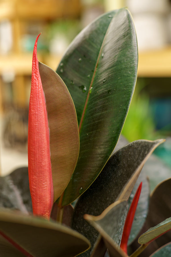 Burgundy Rubber Tree