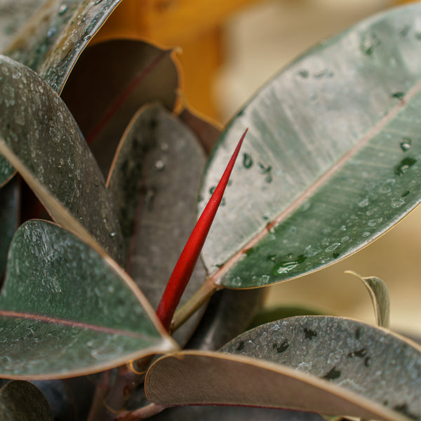 Burgundy Rubber Tree