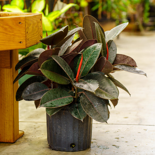 Burgundy Rubber Plant