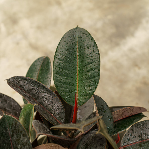 Burgundy Rubber Tree