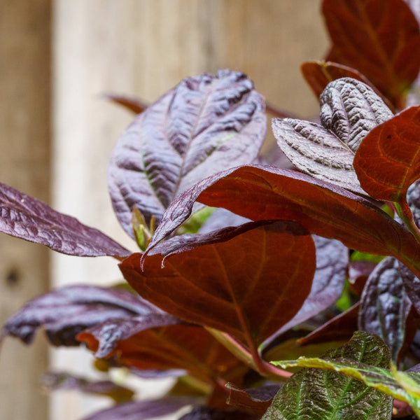 Burgundy Spice Sweetshrub - Other Shrubs - Shrubs