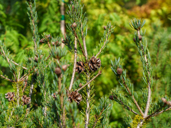 Burke's Bonsai Japanese White Pine