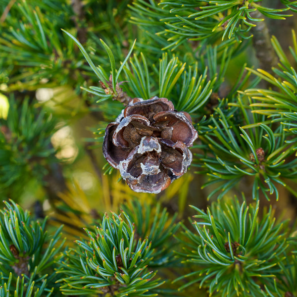 bonsai tree pine cones Burke's Bonsai Japanese White Pine – Plant Detectives