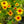 Load image into Gallery viewer, Burning Hearts False Sunflower
