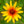 Load image into Gallery viewer, Burning Hearts False Sunflower
